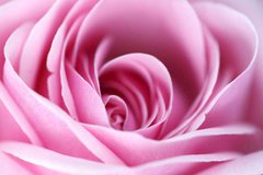 Фотообои Розовая роза Артикул 6008