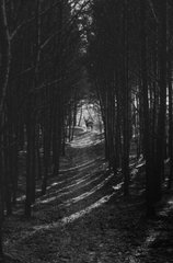 Фотообои Черно-белый лес Артикул nus_10777