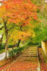 Фотообои Осенняя аллея Артикул 1466