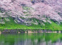 Фотообои Цветущие деревья над рекой Артикул 1588