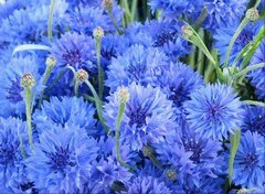 Фотообои Синие цветки Артикул 1108