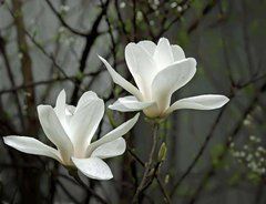 Фотообои Белые цветы Артикул 4572