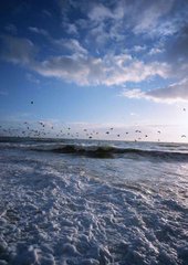 Фотообои Чайки над волнами Артикул 0697