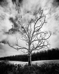 Фотообои Одинокое дерево Артикул 7179