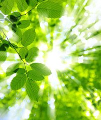 Фотообои Лучи солнца сквозь зеленую листву Артикул 5563