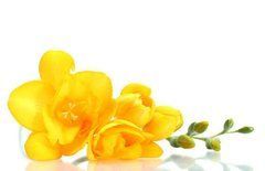 Фотообои Ветка желтых цветов Артикул 5451
