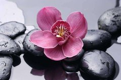 Фотообои Орхидея и камни Артикул 9538