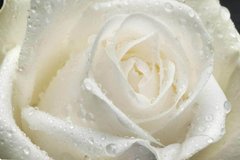 Фотообои Большая белая роза Артикул 10415