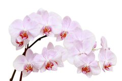 Фотообои Две ветки орхидеи Артикул 5304
