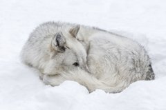 Фотообои Волк на снегу Артикул 29218