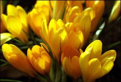 Фотообои Желтые тюльпани Артикул 1046