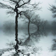 Фотообои Деревья в воде Артикул 3048