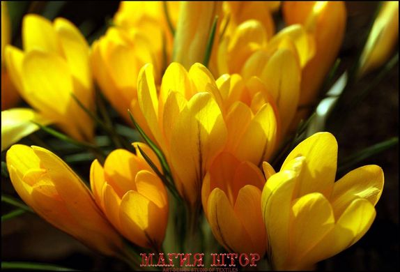 Фотообои Желтые тюльпани Артикул 1046