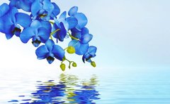 3D Фотообои Синие орхидеи Артикул 36378