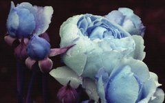 Фотообои Бледно-голубые розы Артикул 36948