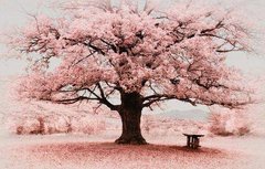 Фотообои Цветущее дерево сакуры Артикул dec-315