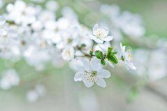 Фотообои Цветущая ветвь Артикул 1678