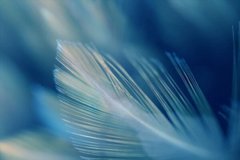 Фотообои Белое перо на синем фоне Артикул shut_1491