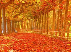 Фотообои Осенние листья Артикул 1582