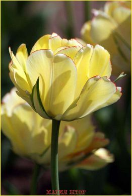 Фотообои Желтый цветок Артикул 1067