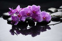 Фотообои Орхидея на камнях Артикул 5984