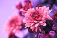 Фотообои Розовые хризантемы Артикул 8982