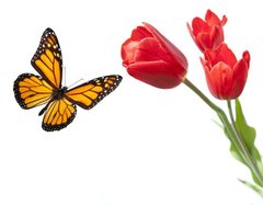 Фотообои Бабочка и тюльпаны Артикул 2893