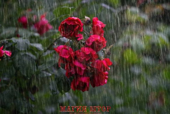 Фотообои Цветы под дождем Артикул nfi_02160