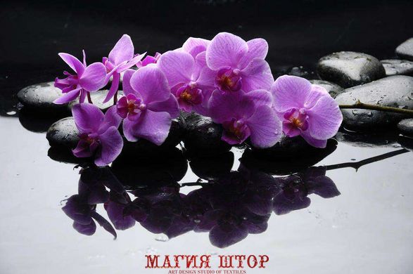 Фотообои Орхидея на камнях Артикул 5984