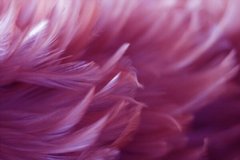 Фотообои Много розовых перьев Артикул shut_1426