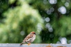 Фотообои Птичка под дождем Артикул nfi_02155