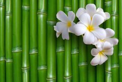 Фотообои Бамбук и белые цветы Артикул 9311