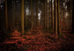 Фотообои Осень в лесу Артикул nus_10773