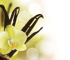 Фотообои Желтый цветок ванили Артикул 1236