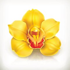 3D Фотообои Желтая орхидея Артикул 24178