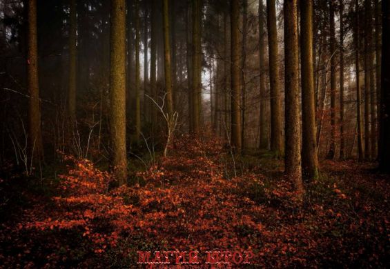 Фотообои Осень в лесу Артикул nus_10773