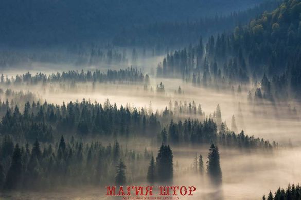 Фотообои Густой лес в тумане Артикул shut_3835