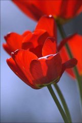 Фотообои Красные тюльпаны Артикул 1050