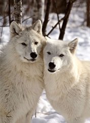 Фотообои Белые волки Артикул 20647