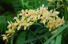 Фотообои Желтые орхидеи Артикул nfi_01307