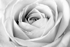 Фотообои Белый цветок Артикул 7168