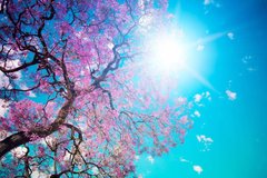 Фотообои Цветущее дерево Артикул 0825