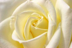 Фотообои Желтая роза Артикул 13774