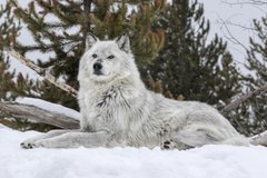 Фотообои Лежащий волк Артикул 21901