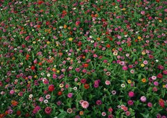 Фотообои Разноцветные полевые цветы Артикул 1080