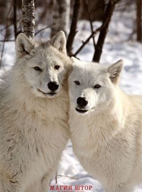 Фотообои Белые волки Артикул 20647