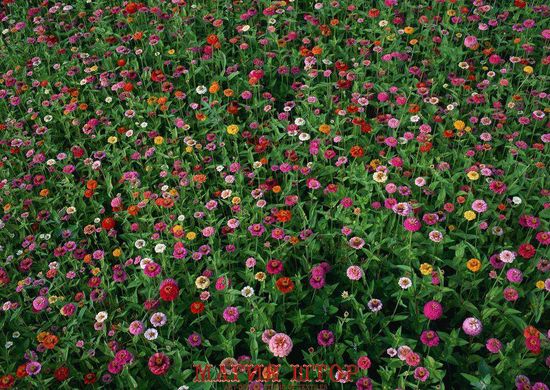 Фотообои Разноцветные полевые цветы Артикул 1080
