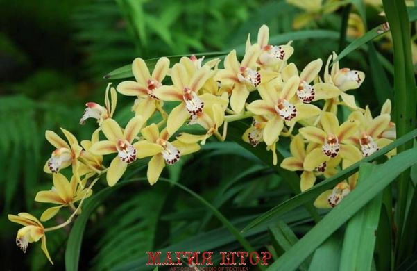 Фотообои Желтые орхидеи Артикул nfi_01307