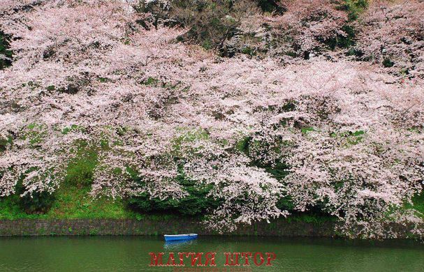 Фотообои Цветущая сакура у реки Артикул 1791