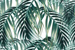 Фотообои Листья тропического растения Артикул 30542